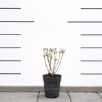 Hortenzia metlinatá (Hydrangea paniculata) ´LIVING INFINITY´® by LIVING CREATIONS® výška 20-30 cm, kont. C1,5L